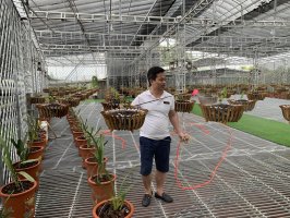VƯỜN LAN TUẤN LINH GÓP PHẦN BẢO TỒN CÁC GIỐNG LAN VAR VIỆT NAM