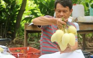 Trái cây Việt bị cạnh tranh với hàng Thái Lan, Capuchia