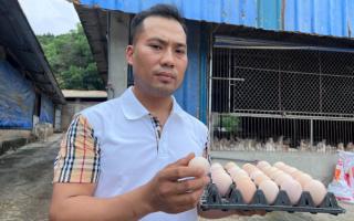 Nuôi gà đẻ trứng, chàng trai ở Thanh Hóa thu trăm triệu mỗi tháng