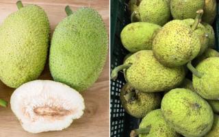 Loại quả nhìn bên ngoài giống mít khiến nhiều người nhầm: Hương vị khác hẳn mít, làm được nhiều món ngon