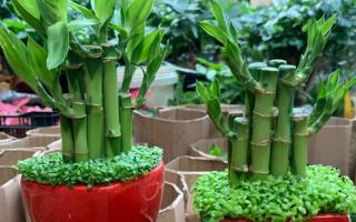 Trong nhà có cây trúc phát tài sẽ đem lại nhiều tài lộc, may mắn và bình an