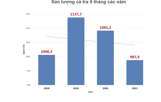 Nguy cơ gãy đổ chuỗi sản xuất, cung ứng cá tra
