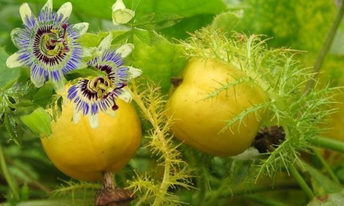 Loại cây dại mọc nay bán 100 nghìn/kg, lá sủi bọt như xà phòng, ăn vừa ngon vừa bổ