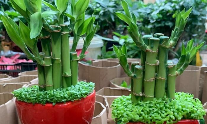 Trong nhà có cây trúc phát tài sẽ đem lại nhiều tài lộc, may mắn và bình an